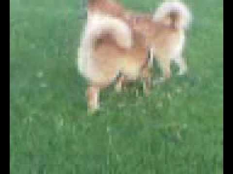 gaddi kutta