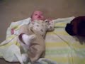 Jaxon rolling over Jaxon rolling over