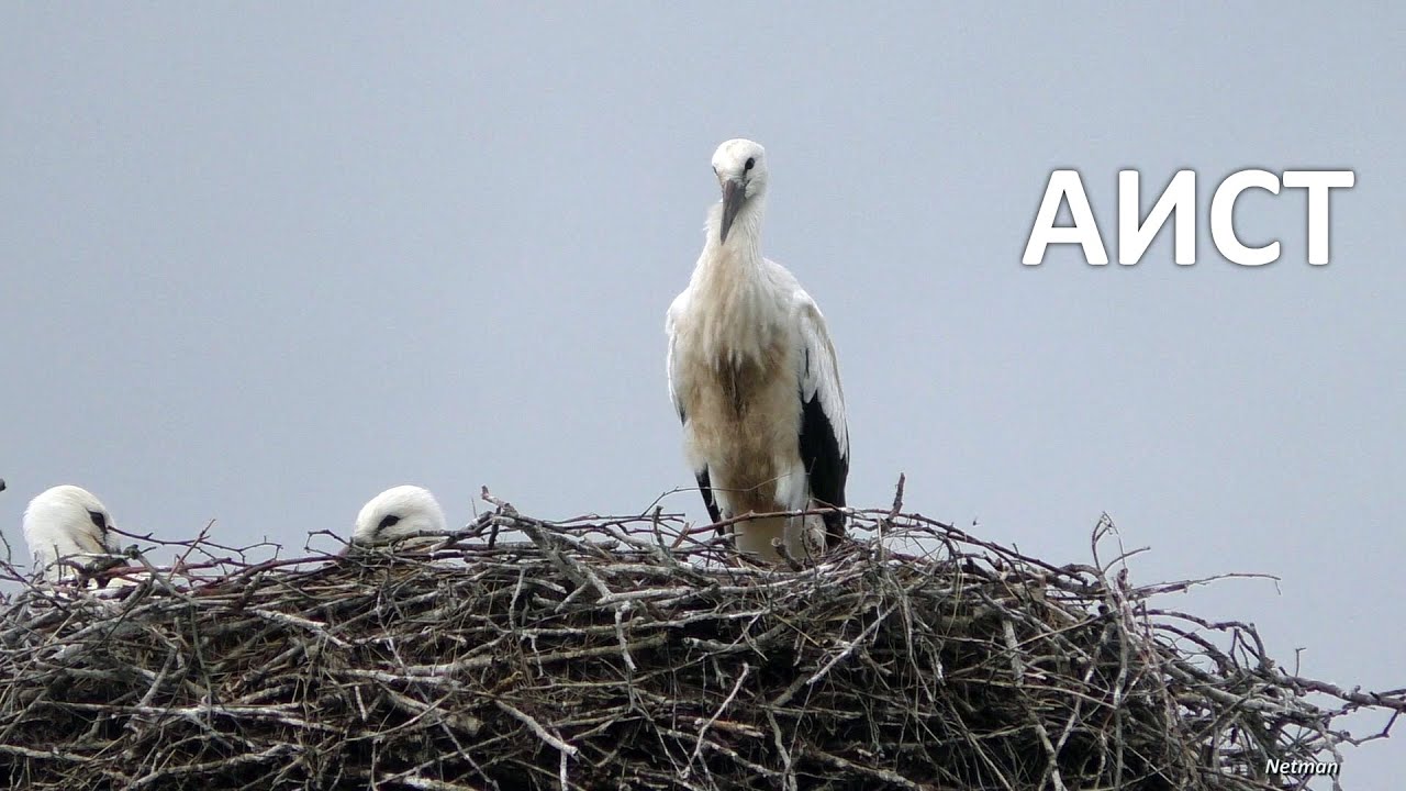 Аист / Аист / Гнездо аиста (stork)