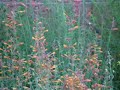 Female Black Chin Hummingbird at Apricot Sprite Agastache