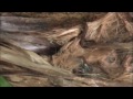Click here to watch this video Pelea de Ranas Dardo Venenosas