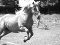 Pokka , our Haflinger !