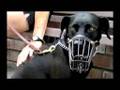 The End of the Dog: How Pit Bull Specific Legislation Affects All Dog Owners (Part 1)