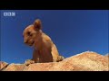 Spotting strange lions - Pride - BBC animals