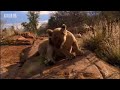 Spotting strange lions - Pride - BBC animals