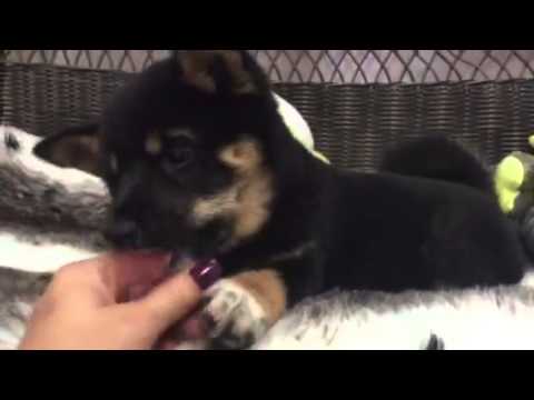 Sweet, Intelligent Female Shiba Inu