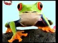 Funny Pickup Lines By Freddy the Filthy Frog