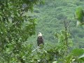 Bald Eagles of Camp Island Kodiak Alaska