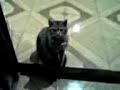 El gato de mi vecino