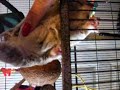 sugar glider joey baby
