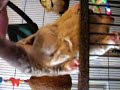 Pregnant sugar glider