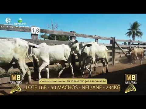 507� LEIL�O VIRTUAL MB LEIL�ES