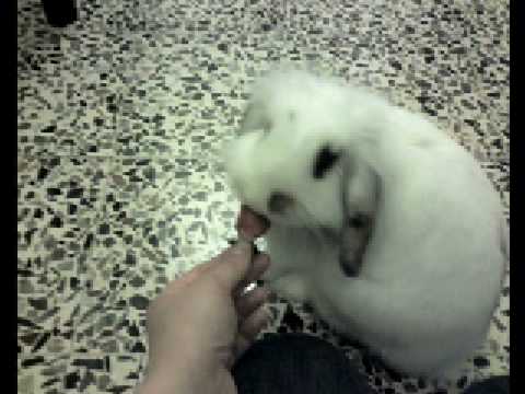 coniglietta - Un video dedicato alla mia coniglietta Hagata, una coniglietta nana ariete testa di leone che ci ha lasciato nel Dicembre 2008. Addio piccola... CI MANCHI!