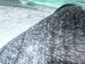Bimal Projects - By the sea shore, 1