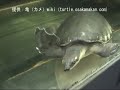 「スッポンモドキ（Pig Nose Turtle）」学名：Carettochelys insculpta