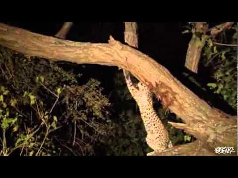 Un léopard bouffe un singe et adopte son petit Un léopard bouffe un singe et adopte son petit