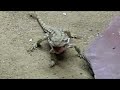 Zwerbartagame und Heuschrecke in Zeitlupe Zwerbartagame und Heuschrecke in Zeitlupe