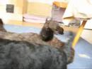 BestMudi litter \"C\"
