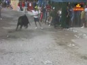 toros cerriles 2008- j.l. uso