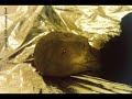 El extraño caso de Petare \"aliens,extraterrestre,mutations\" El extraño caso de Petare \"aliens,extraterrestre,mutations\"