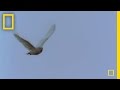 View Video