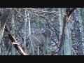 Pennsylvania Deer Rifle Season 2009 Dec 12