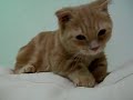 Beibei kneading Beibei kneading