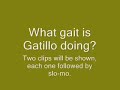 gatillo paso fino what gait