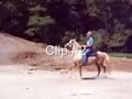 gatillo paso fino what gait