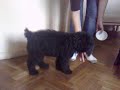 No mas quesito, ahora modelo