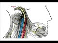 Learn about the Vagus Nerve. Learn about what it is and what its function is.