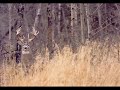Big Bucks Killed in th South Big Bucks Killed in th South