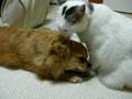 仲良しな猫と犬