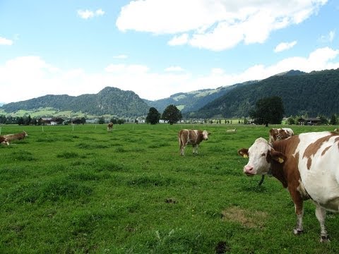 Leben am Bauernhof - Fam. Hallbrucker, Kaiserwinkl