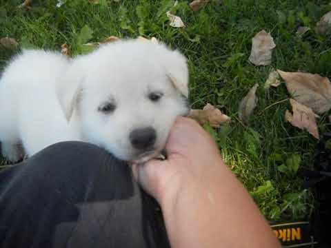 Halo at 5 weeks of age