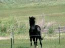 videos de Beautiful Horse by jjmeyers