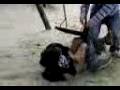 dacked by a swing