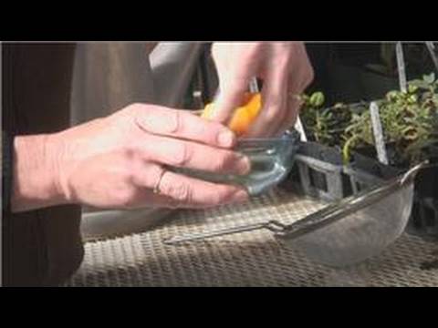 how to dry tomato seeds to plant