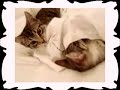 cute kittens * noa & ash * play with cat toys!
