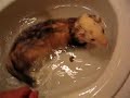 ferret taking a bath # 2