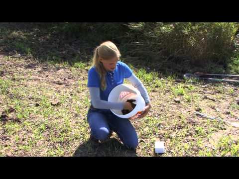 how to collect soil samples