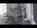 littlekitty