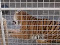 Tigers 1 Tigers 1