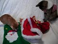 ?????? http://blogs.yahoo.co.jp/catberry_jp
?????????????10????????????