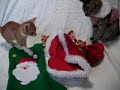 ?????? http://blogs.yahoo.co.jp/catberry_jp
?????????????10????????????