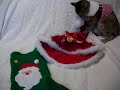 ?????? http://blogs.yahoo.co.jp/catberry_jp
?????????????10????????????