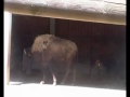 Click here to watch this video Giraffe Bison