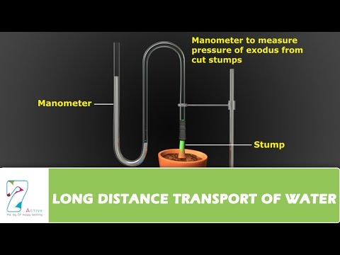 how to collect xylem sap