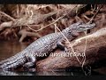 Especies animales en peligro de extinci�n