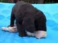 Feeding Australian Labradoodle Pups Raw Meat